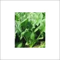 Spinach Seed Oil
