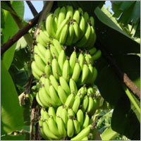 Green Banana