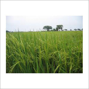 Boiled Rice
