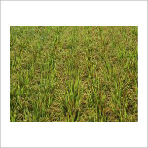 Brown Basmati Rice