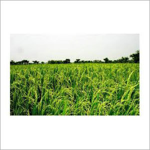 Sharbati Parboiled Rice