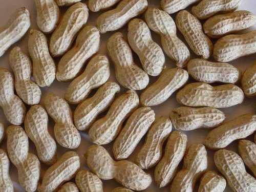ground-nut