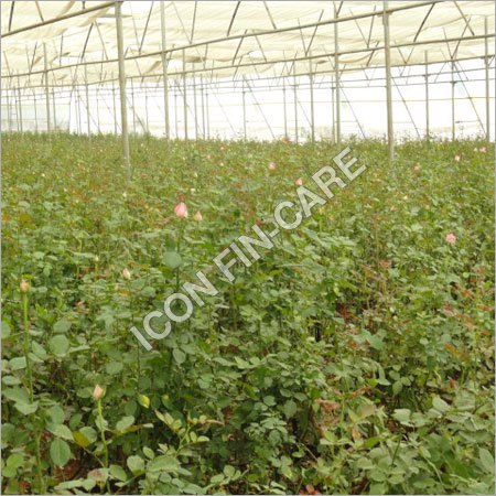 Agro Processing Consultancy