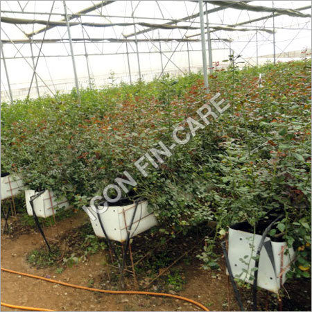 Agricultural Plantation Services