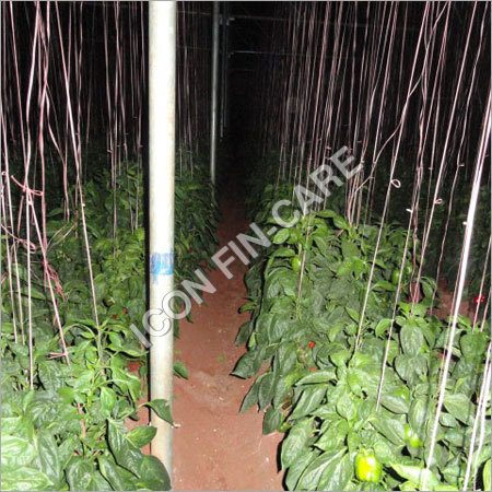 Plantation Project