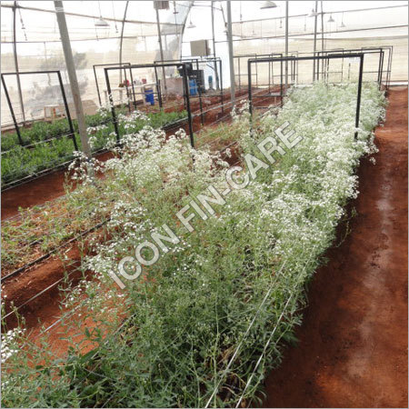 Agricultural Greenhouse Projects