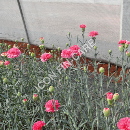 Agriculture Consultancy