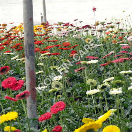 Gerbera Flower Project