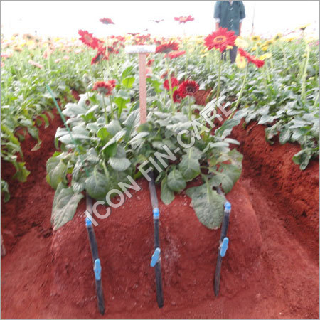 Vegetables Project