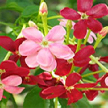 Octyl Salicylate - Colorless Clear Oily Liquid Assay 99% Boiling Point 336-337Â°C | UV Protection Fragrant Odor Skincare Ingredient