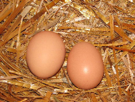 Duck eggs