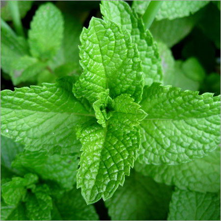 Mint Leaves