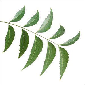 Neem Leaf