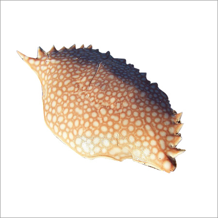 Crab Shell