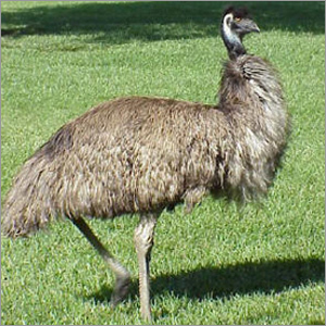 Emu