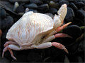 Crab Shells