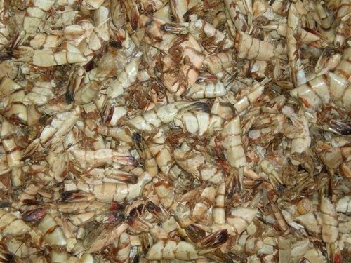 Shrimp Shell