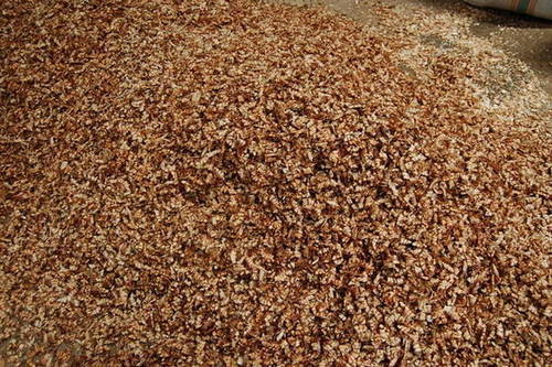 Shrimp Shell