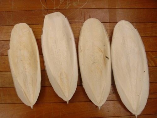 Cuttlefish Bone