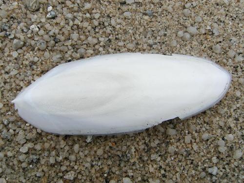Cuttlefish Bone