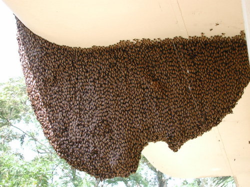 honey bee nest
