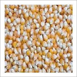 Maize Flour