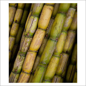 Sugarcane - Fiber Rich 2-3 Meters, Greenish-Yellow | High Sucrose, Biofuel Source, Mulch, Animal Feed