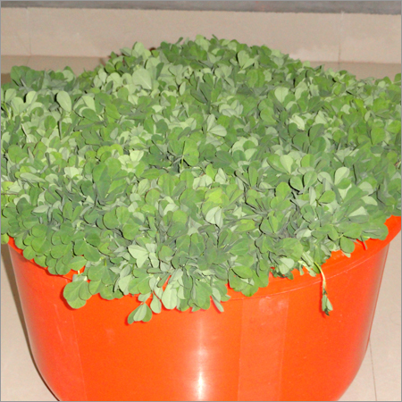 Vegetable