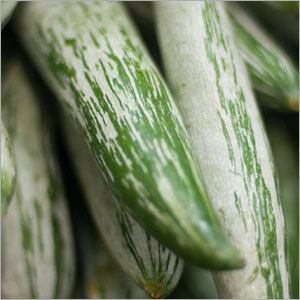 Snake Gourd