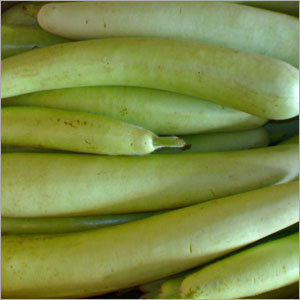 Bottle Gourd