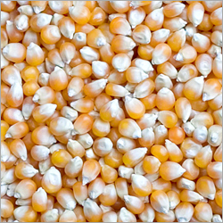 Yellow Corn - Max 14% Moisture 50/100 kg Bags | Fresh & Natural Reliable Source High Quality Suitable for Animal Feed and Human Consumption
