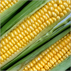Yellow Maize