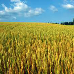 Paddy (Grain)