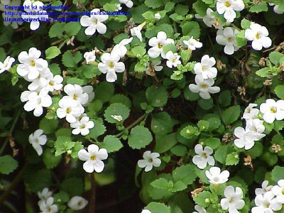 Bacopa Monnieri
