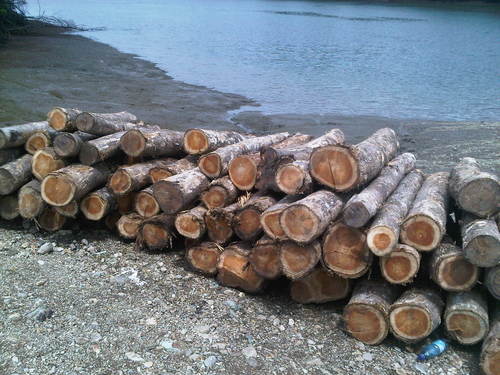 Panama Teak Logs