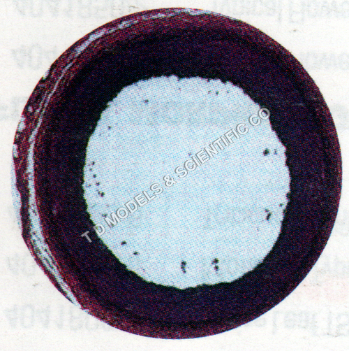 BIOLOGICAL SCIENCE SET