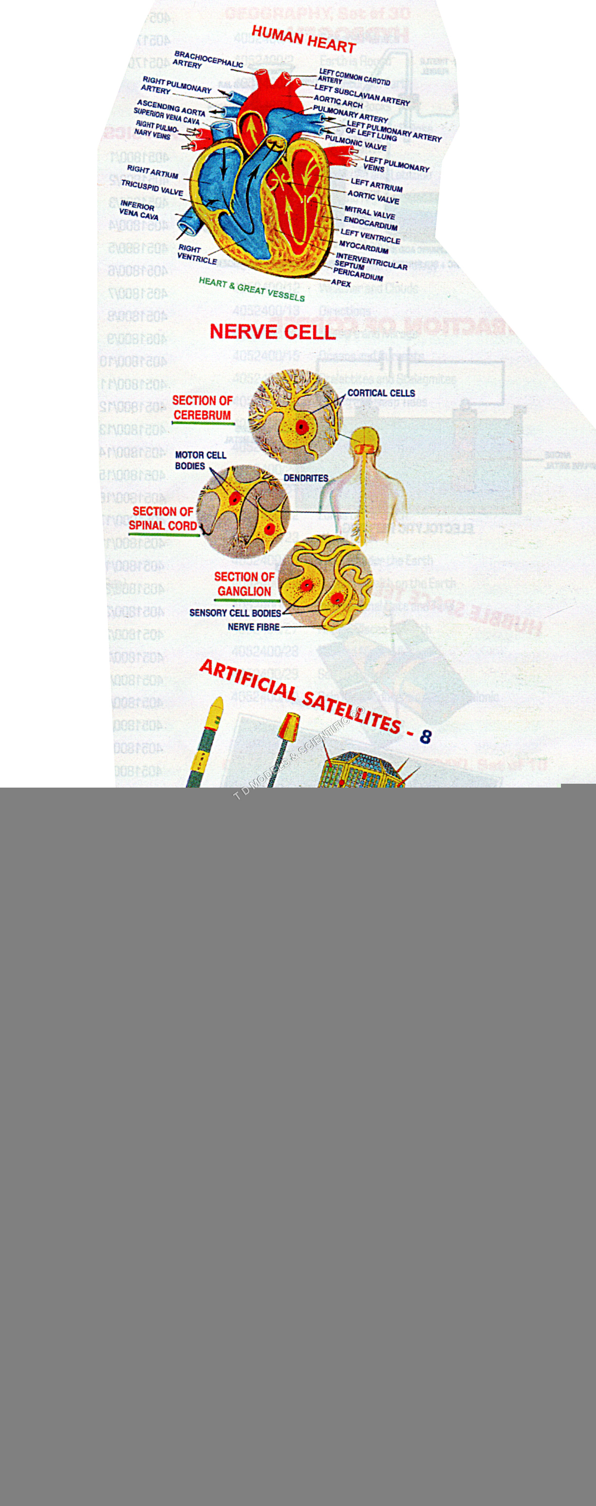 CHICK EMBRYOLOGY SET OF 20 - Paper, Variable Dimensions, White | Educational Visual Aid, Colored Diagrams, Classroom Use