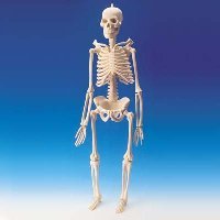 Mini Skeleton