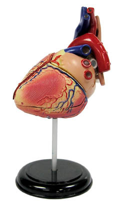 31 PCS 14cm (5.5") Heart Anatomy Model - PVC Red 1:1 Scale Collectible Quality Display Stand