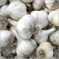 Garlic