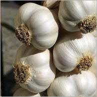 Fresh Garlic