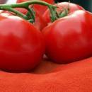 Spray Dried Tomato