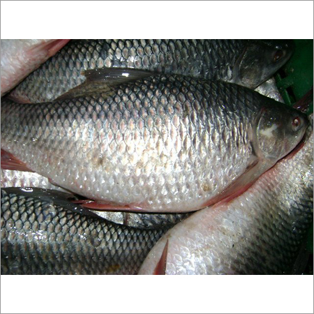 Rohu Fish