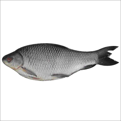 Rohu Fish