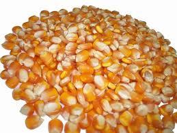Yellow Corn - Medium Kernel Size, 50-60 lbs/Bushel, Yellow Color | High Yield, Nutrient Rich, Disease Resistant, Easy to Grow, Versatile Use