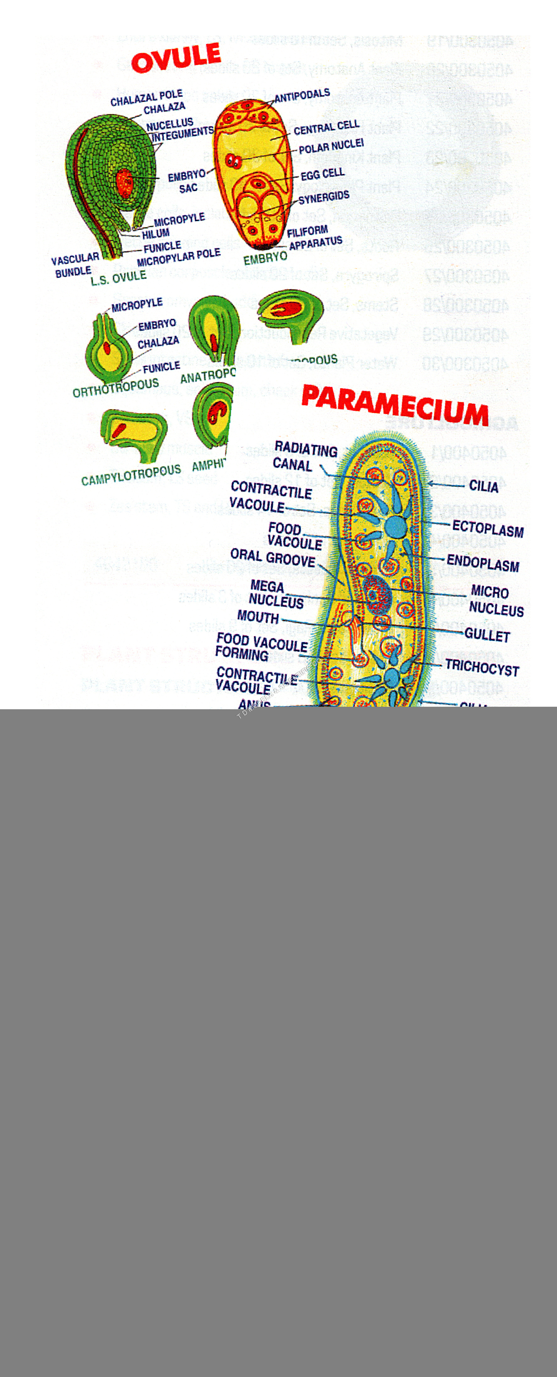Special Sets - Paper, 8.5x11 Inches, Yellow | Visual Aids, Educational Tool, Biology Charts