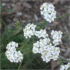 ACHHILEA OIL