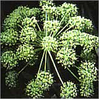 Angelica Oil