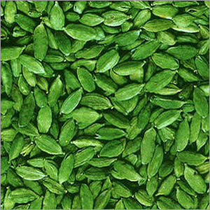 Cardamon Oil