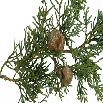 Cedar Wood Oils
